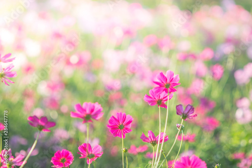 Soft, selective focus of Cosmos, blurry flower for background, colorful plants