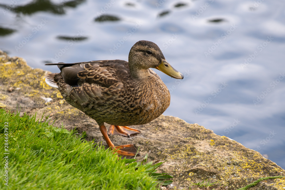 mallard duck mallard duck