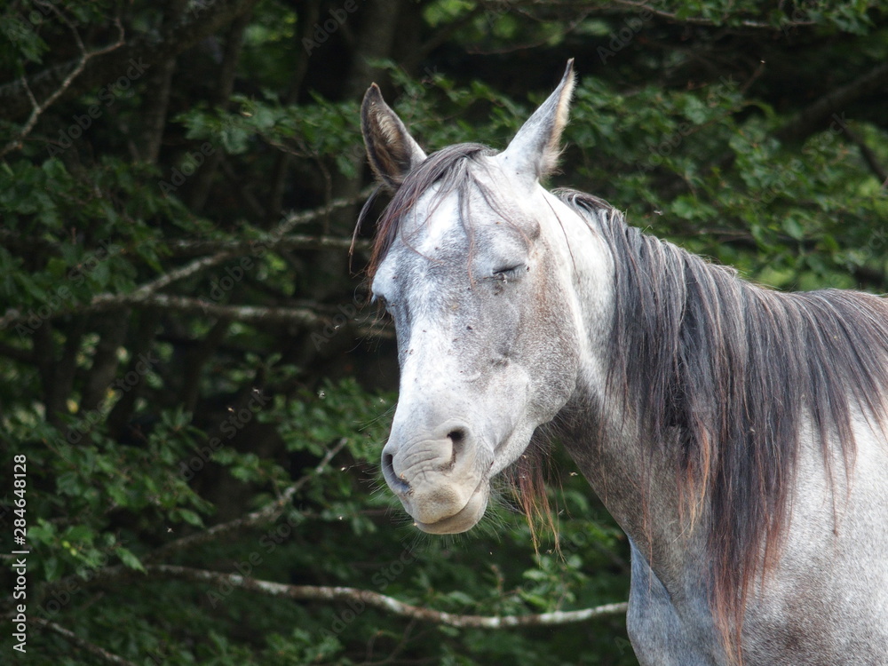 Obraz premium Cheval faisant une grimace en photo