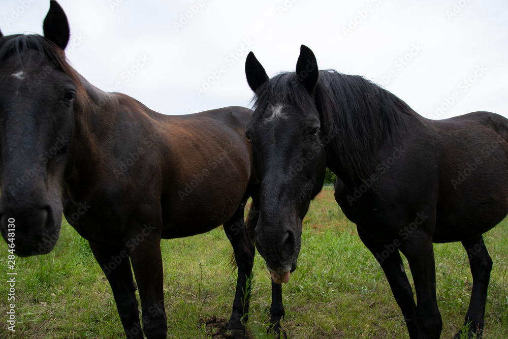 horse and foal horse and foal