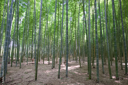 宇都宮市 若山農場の孟宗竹