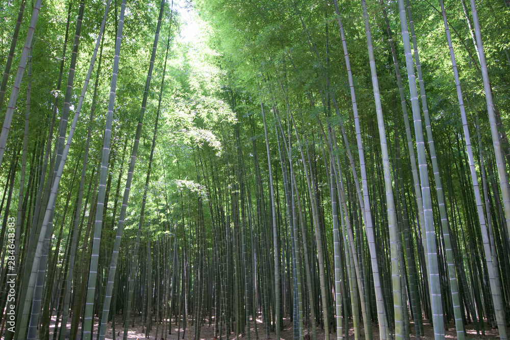 宇都宮市　若山農場の孟宗竹