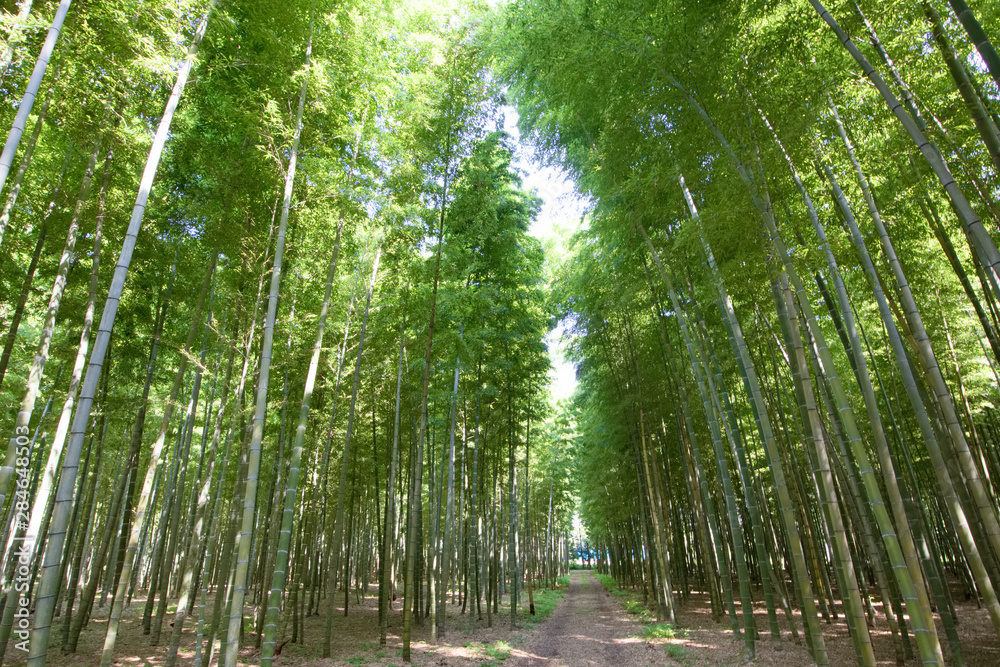 Naklejka premium 宇都宮市 若山農場の孟宗竹