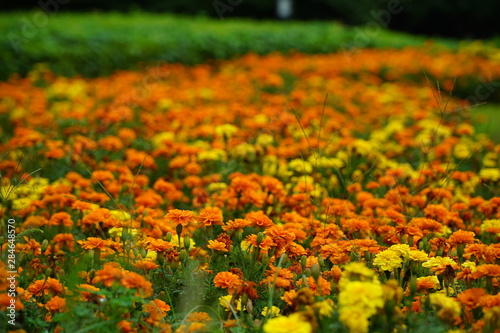 Beautifully blooming orange and yellow flower field in the park © 陽治 水村