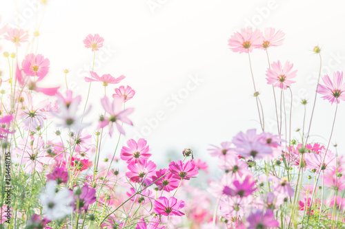 Fototapeta Naklejka Na Ścianę i Meble -  Soft, selective focus of Cosmos, blurry flower for background, colorful plants