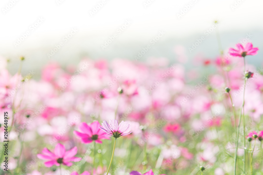 Soft, selective focus of Cosmos, blurry flower for background, colorful plants