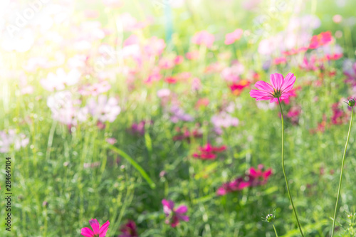 Soft, selective focus of Cosmos, blurry flower for background, colorful plants © YuiYuize