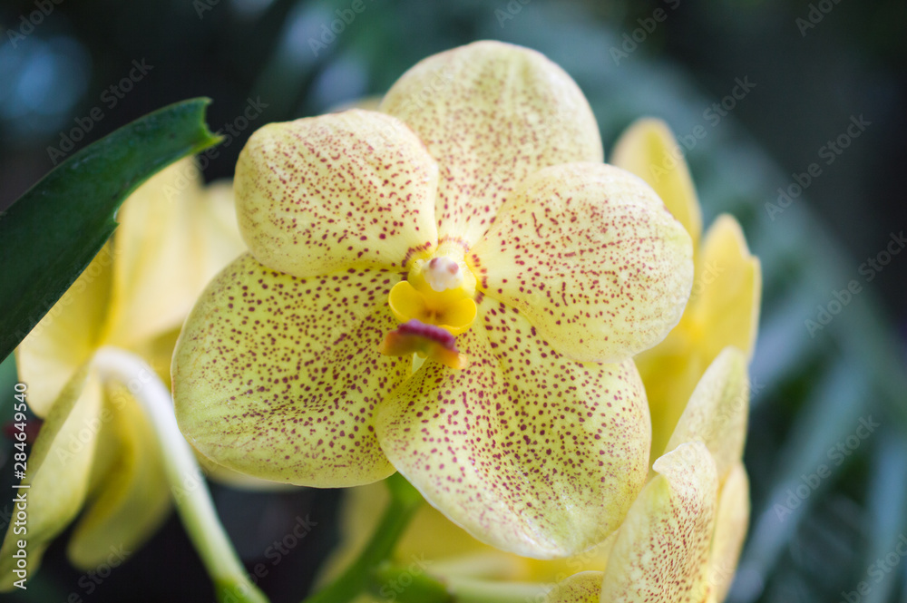 Fototapeta premium Yellow orchid