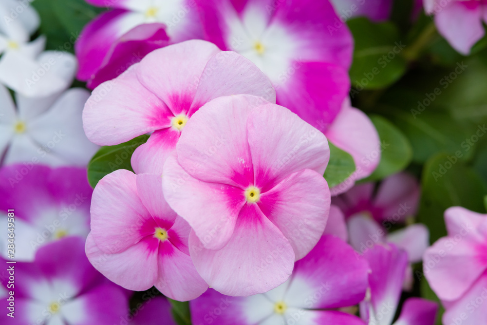 Vinca rosea flowers blossom in the garden, foliage variety of colors flowers, selective focusVinca rosea flowers blossom in the garden, foliage variety of colors flowers, selective focus