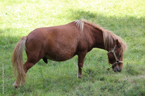 Un poney en pâture