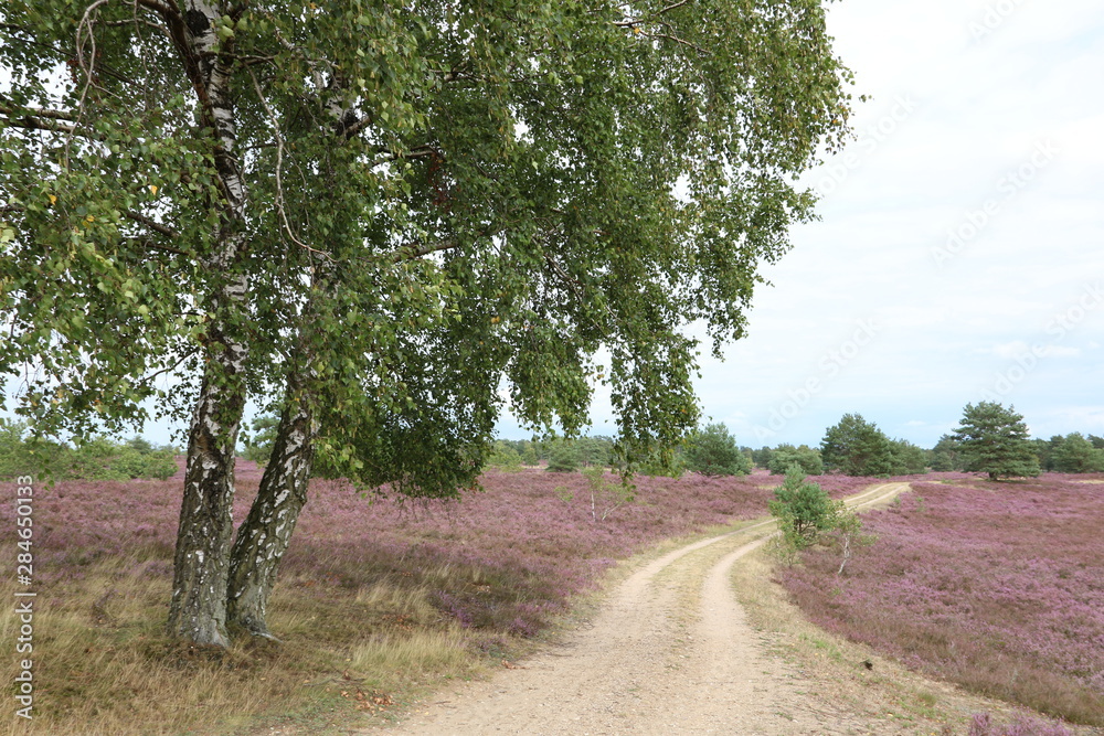 Wanderweg in der blühenden Lüneburger Heide Wanderweg in der blühenden Lüneburger Heide