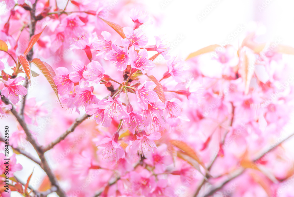 Cherry Blossom in spring with soft focus, unfocused blurred spring cherry bloom, bokeh flower background, pastel and soft flower background.