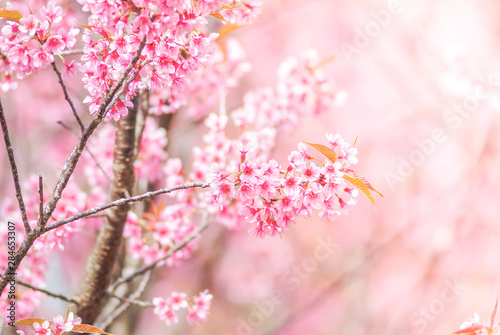 Cherry Blossom in spring with soft focus  unfocused blurred spring cherry bloom  bokeh flower background  pastel and soft flower background.