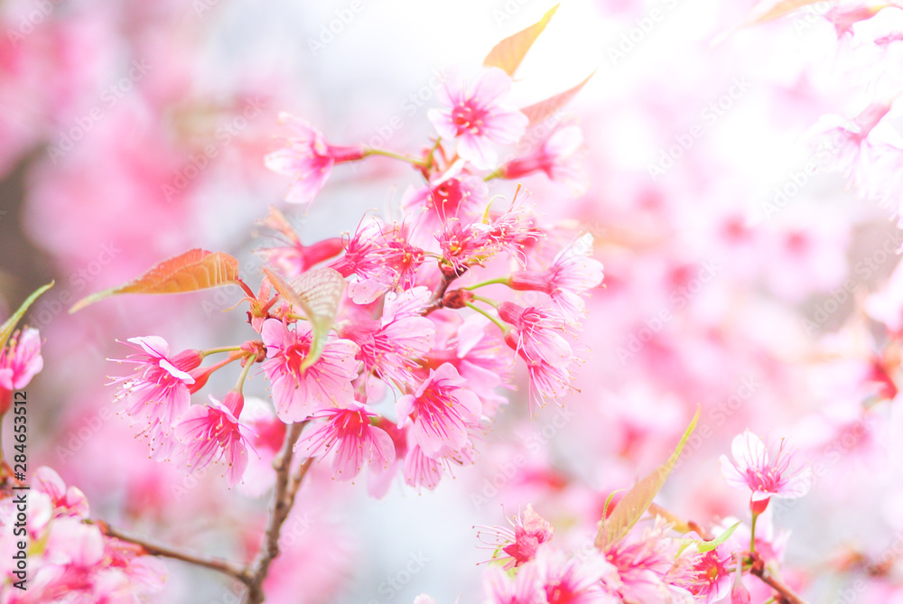 Cherry Blossom in spring with soft focus, unfocused blurred spring cherry bloom, bokeh flower background, pastel and soft flower background. Cherry Blossom in spring with soft focus, unfocused blurred spring cherry bloom, bokeh flower background, pastel and soft flower background.