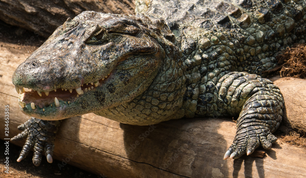 Obraz premium crocodile