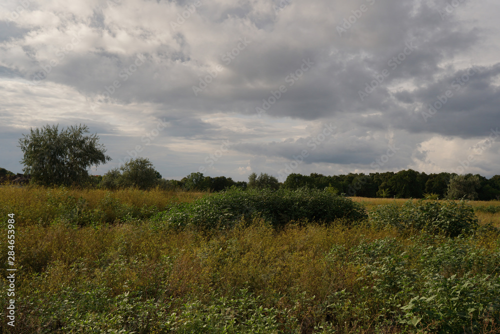 Summer landscape. Green grass and trees against the blue sky with clouds. Nature.