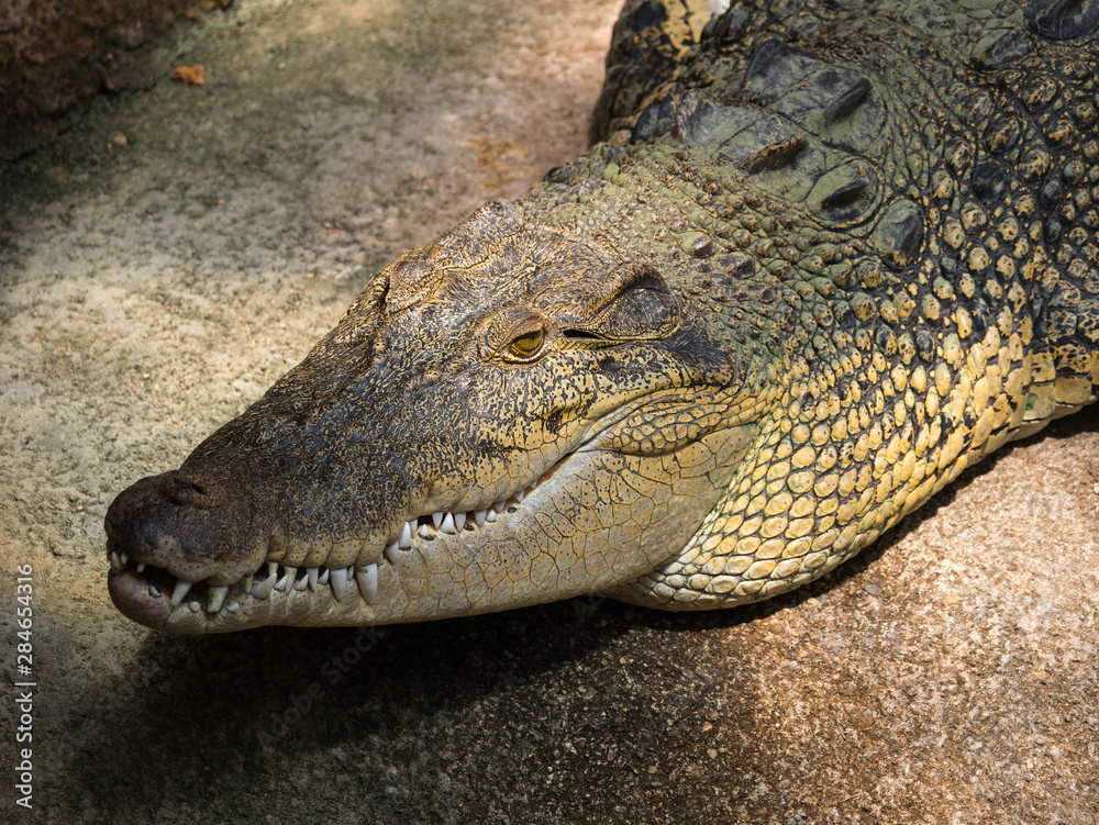 Obraz premium crocodile