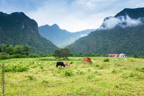 Herd of cows are grazing in a tranquil valley.