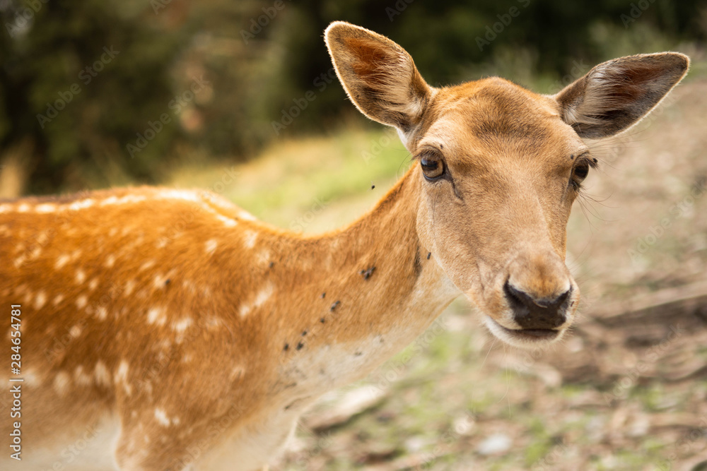 Fototapeta premium q