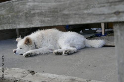 《わさお》青森県鰺ヶ沢町 photo