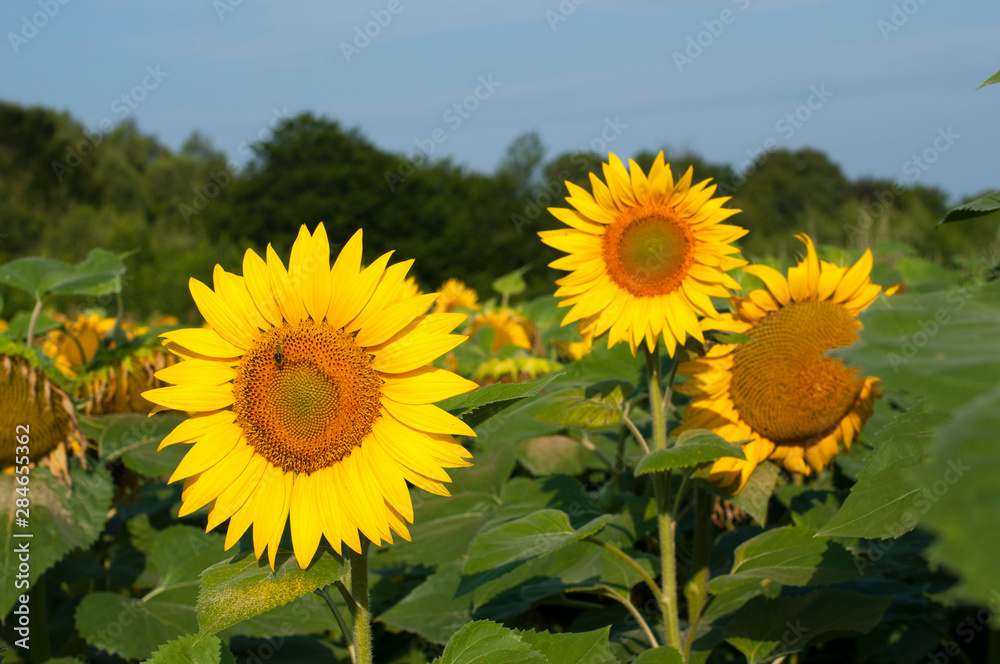 Fototapeta premium bright sunflowers on a large field on a sunny day