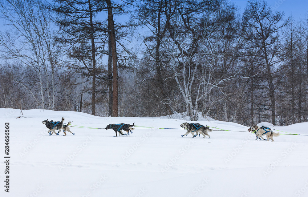 Fotografie The dog sled running on a  winter landscape