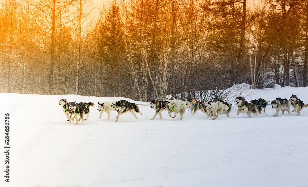 The dog sled running on a winter landscape The dog sled running on a winter landscape