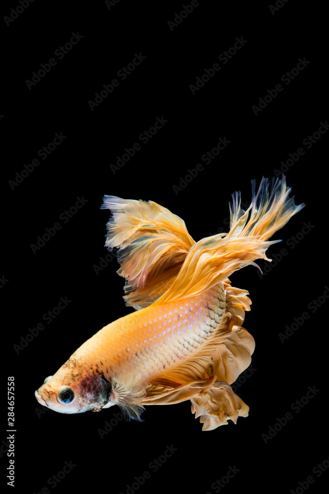 Fototapeta premium Yellow gold betta fish, siamese fighting fish on black background
