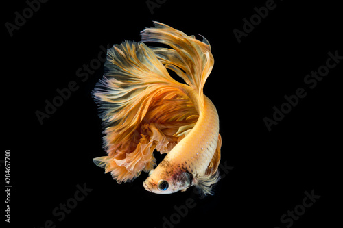 Photography Yellow gold betta fish, siamese fighting fish on black background