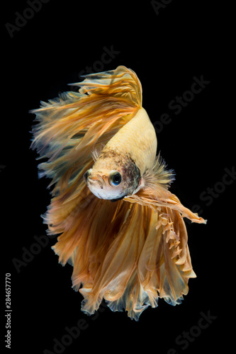 Yellow gold betta fish  siamese fighting fish on black background