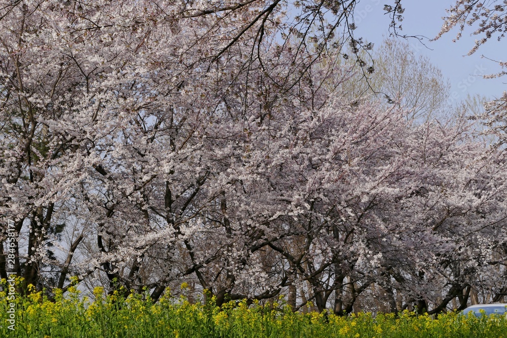 《菜の花ロード》秋田県大潟村