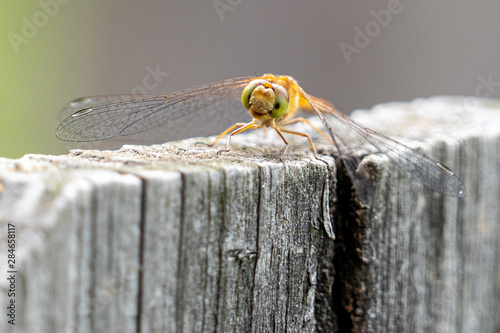 Dragon Fly