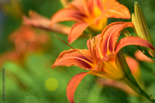 Closeup of an orange lily with yellow bee pollen in front of green background in spring