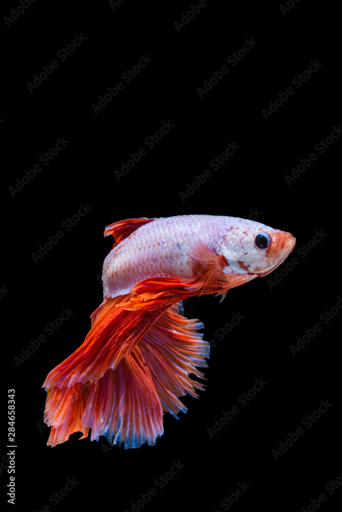 Pink and red betta fish, siamese fighting fish on black background
