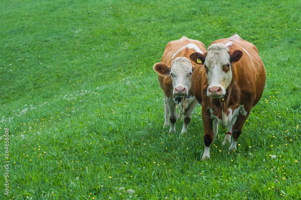Beautiful swiss cows. Alpine meadows. Mountains. Beautiful swiss cows. Alpine meadows. Mountains.