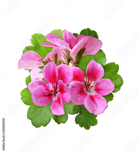 Pink geranium flowers and g...