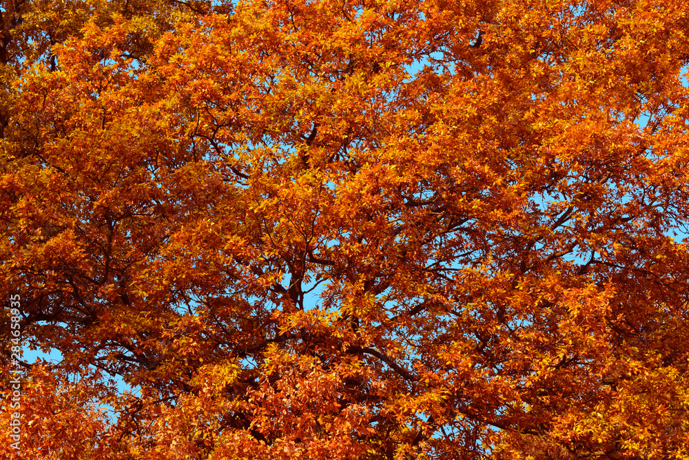 Autumn tree foliage, blue sky in the background. Autumn tree foliage, blue sky in the background.