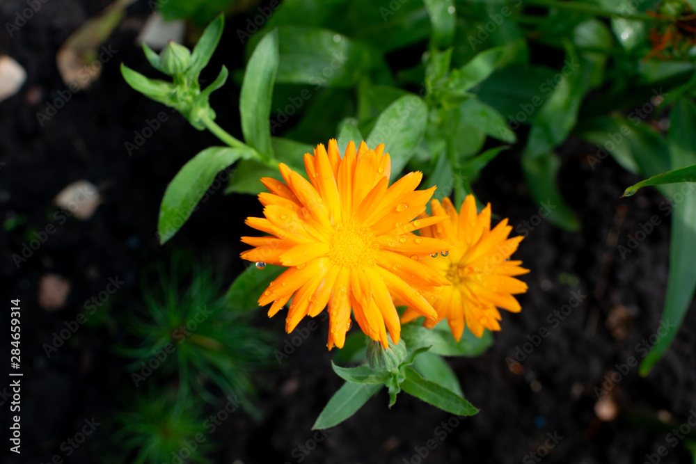 Macro shot of orange calendula or English marigold flowers Macro shot of orange calendula or English marigold flowers
