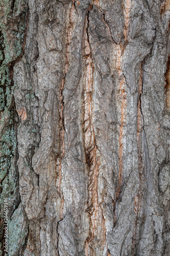Fototapeta Naklejka Na Ścianę i Meble -  Closeup Tree Bark Texture Background