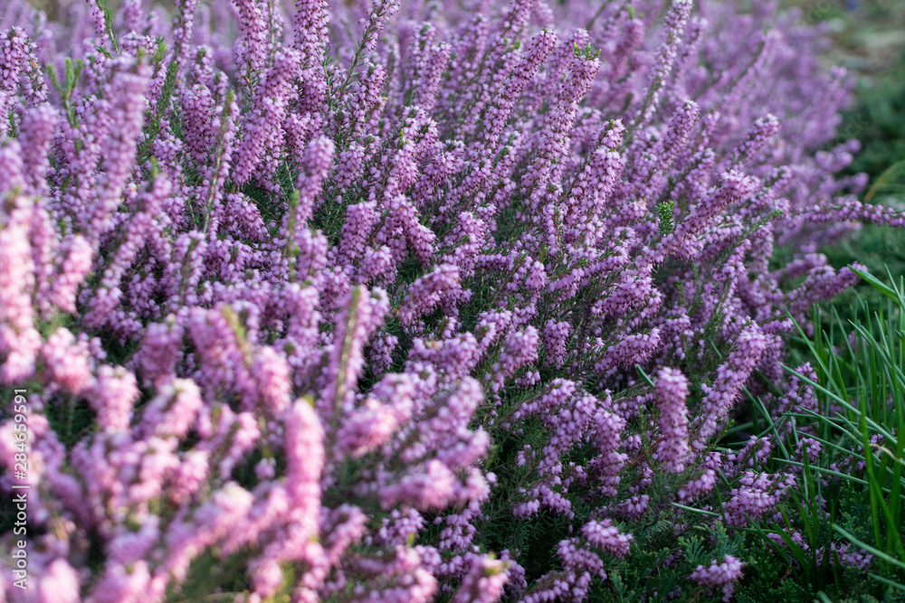 Obraz premium Erica Carnea or Myretoun Ruby Violet flowers in spring garden