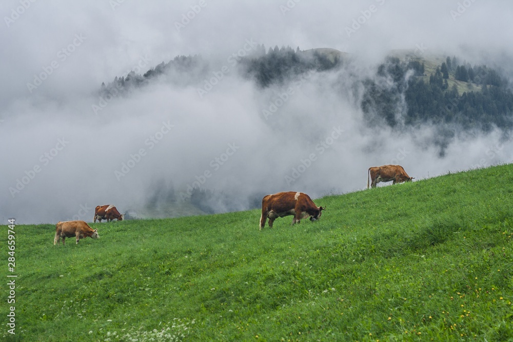 Beautiful swiss cows. Alpine meadows. Mountains.