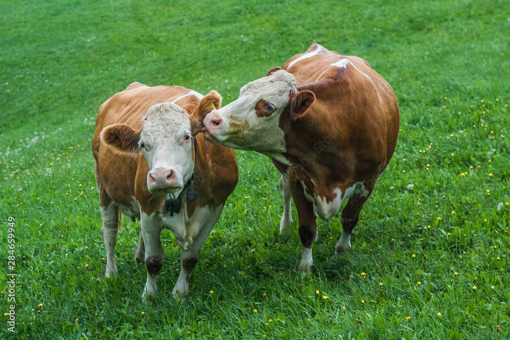 Beautiful swiss cows. Alpine meadows. Mountains. Beautiful swiss cows. Alpine meadows. Mountains.