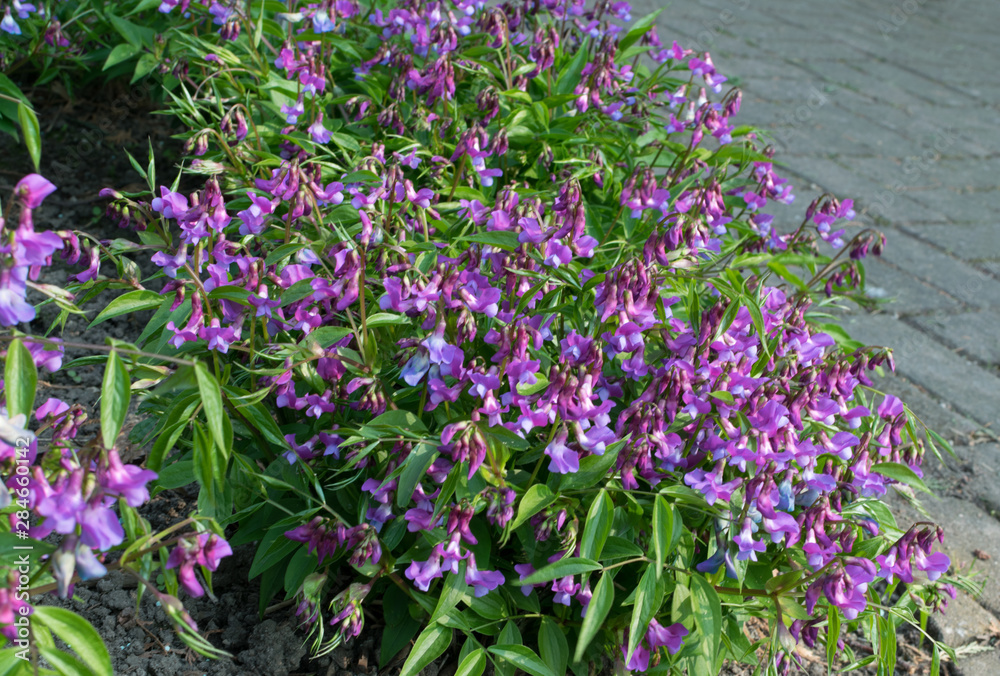 Lathyrus vernus, spring vetchling, spring pea or spring vetch
