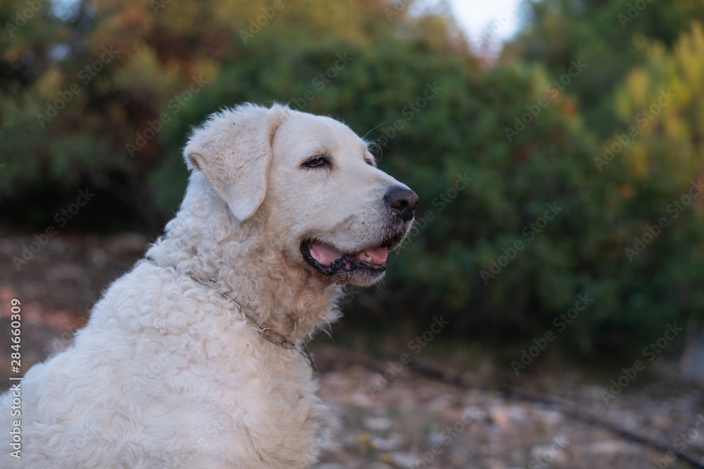 Portrait of a Kuvasz dog in the Corsican maquis, looking happy Portrait of a Kuvasz dog in the Corsican maquis, looking happy