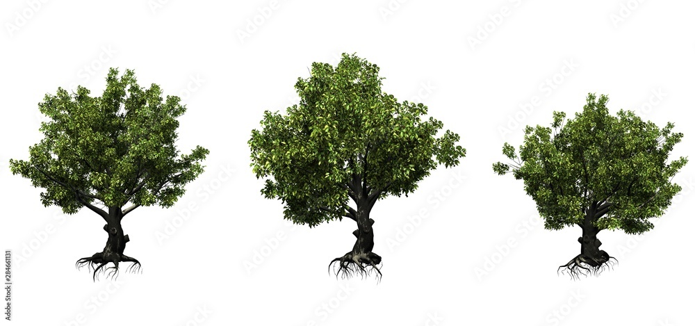 Set of American beech trees in the summer - isolated on white background