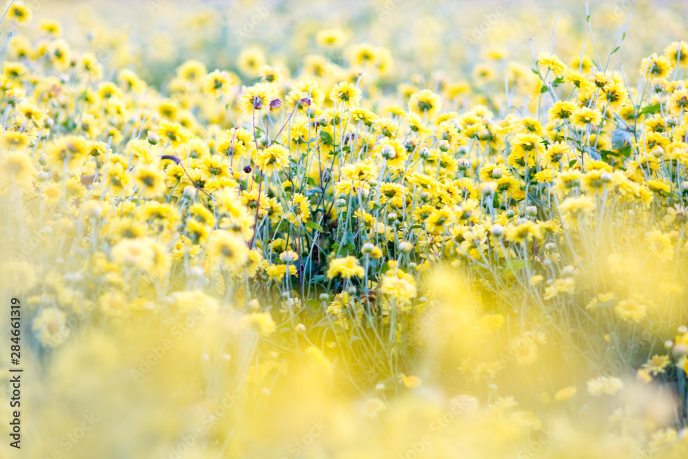 Fototapeta premium Yellow chrysanthemum flowers field