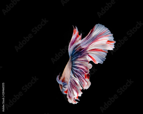 Multi-color betta fish, siamese fighting fish on black background