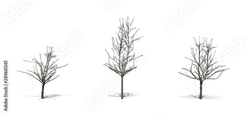 Set of Japanese Maple trees in the winter with shadow on the floor - isolated on white background