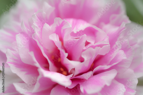 Close-up view of sweet pink flower