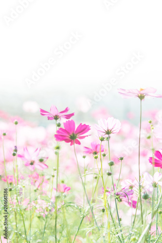 Fototapeta Naklejka Na Ścianę i Meble -  Soft, selective focus of Cosmos, blurry flower for background, colorful plants